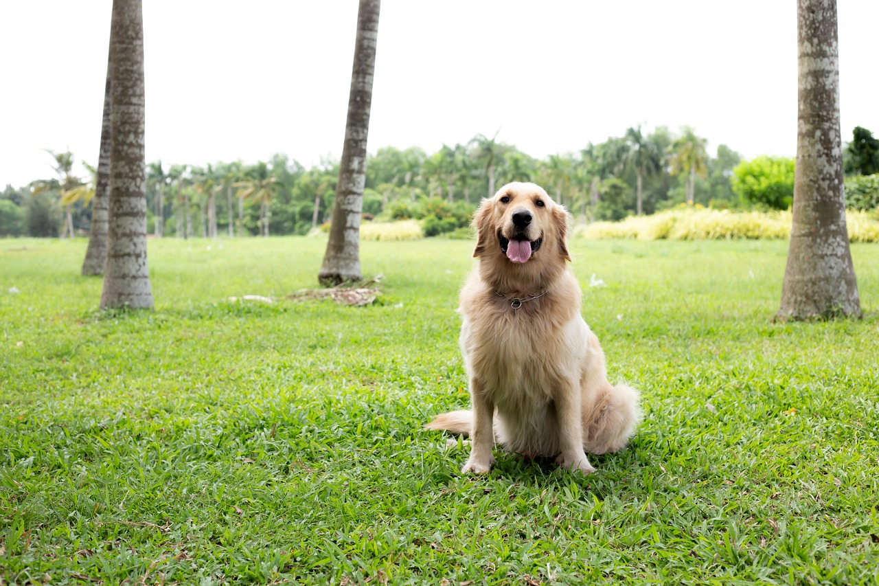 How to Choose Pet-Friendly Activities While Traveling